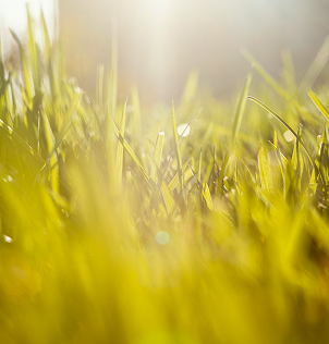 Cum Tehnologia Zenium Regenerează Gazonul într-un Ecosistem Sustenabil